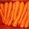 New Crop Fresh Carrot Top Quality